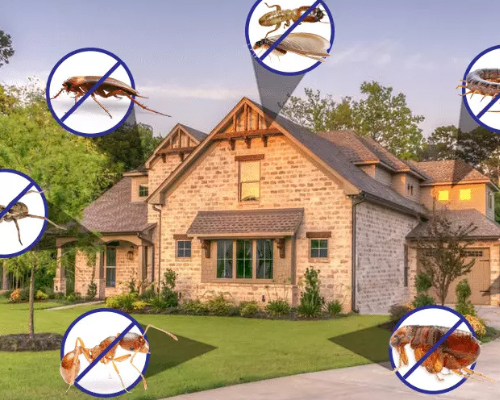 Pest Control In Cedar City